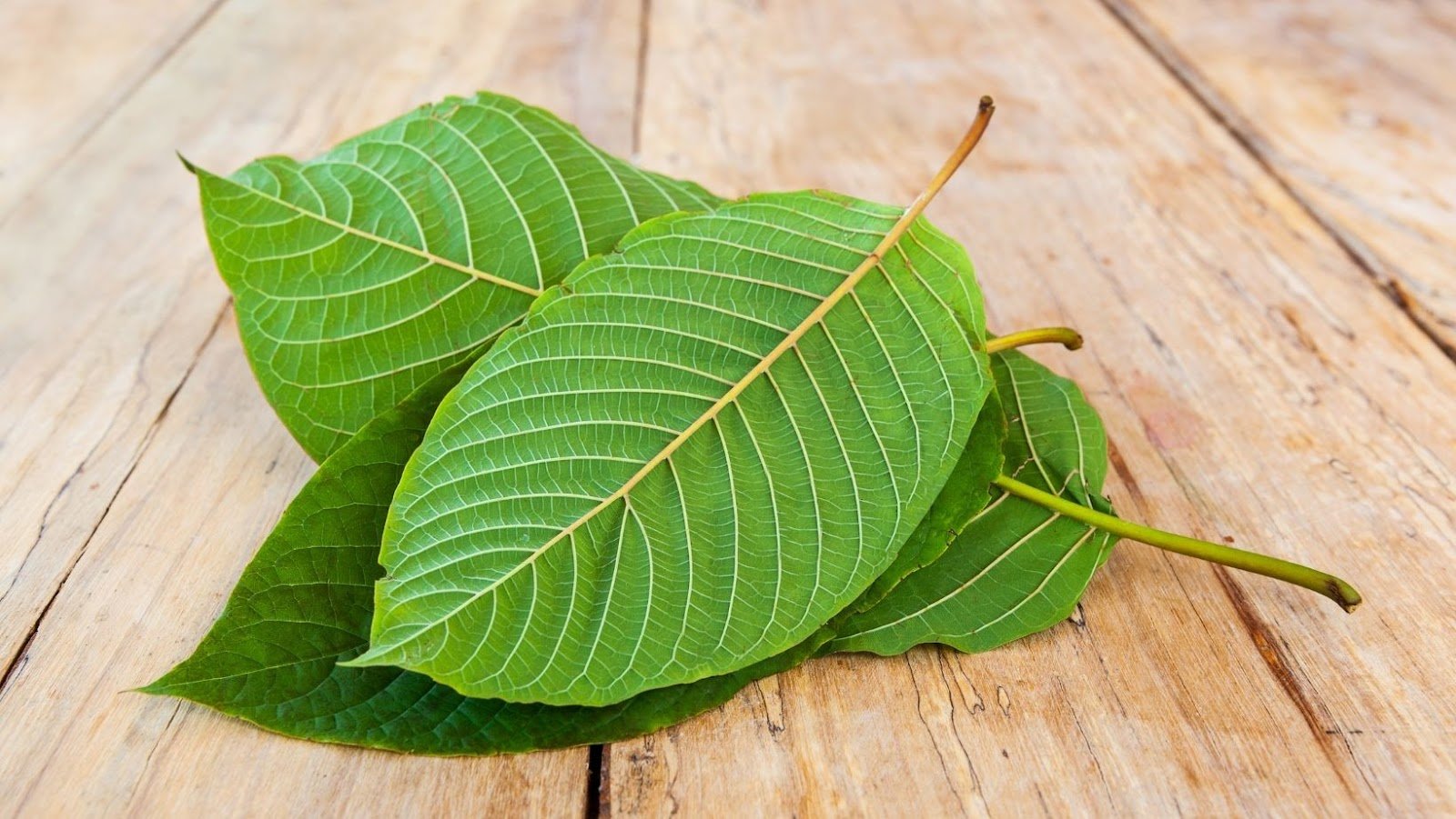 Everything You Need To Know About Kratom
