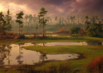 explain why salt marshes are restricted to low energy coastlines.