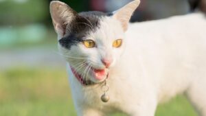 why do cats have less hair in front of their ears