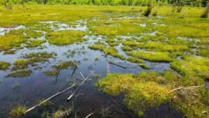 which statement explains one difference between marshes and bogs?