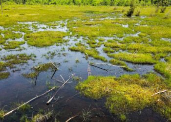 which statement explains one difference between marshes and bogs?