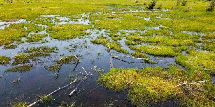 which statement explains one difference between marshes and bogs?